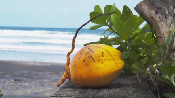 Imagens Vídeo Amarelo Jovem Coco Fresco Perto Oceano Azul Com — Vídeo de Stock