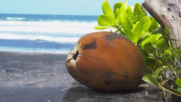 Imagens Vídeo Amarelo Jovem Coco Fresco Perto Oceano Azul Com — Vídeo de Stock