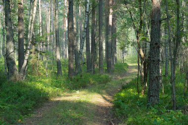 Yaz ormandaki orman yolu