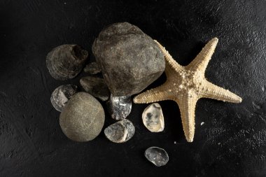 İstiridye kabukları, deniz yıldızı ve siyah zemin üzerinde taşlar. Deniz temasının poster şablonu. Kolaj oluşturmak için bir takım elementler.