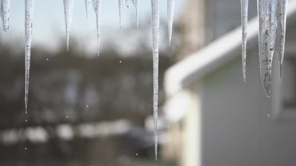 Druppels tijdens de dooi. Lente smelten van ijspegels op het dak van het huis. De komst van de lente. Verandering van seizoenen van winter naar lente. — Stockvideo