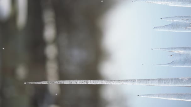 Gouttes pendant le dégel. Fonte printanière de glaçons sur le toit de la maison. L'arrivée du printemps. Changement de saison de l'hiver au printemps. Vidéo 4K verticale. — Video