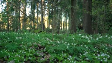 Bahar ormanında orman şakayığı ve tavşan lahanası