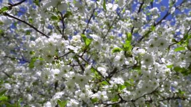 Beyaz çiçeklerle açan bir kiraz ağacı