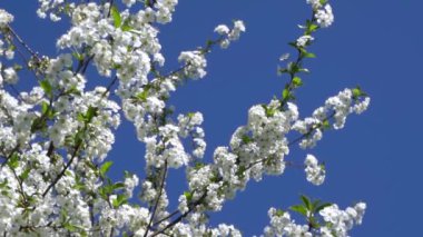 Beyaz çiçeklerle açan bir kiraz ağacı