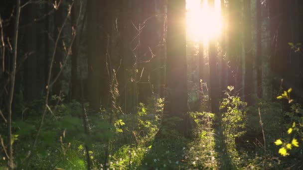 Floresta de primavera nos raios do sol poente — Vídeo de Stock