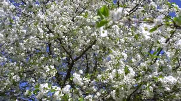Ett stort körsbärsträd blommar med vita blommor — Stockvideo