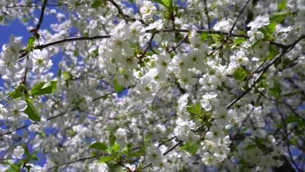 Duże drzewo wiśni kwitnie z białymi kwiatami — Wideo stockowe