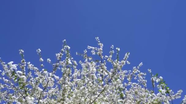 A large cherry tree blooms with white flowers — Stock Video