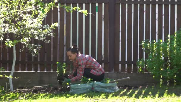 Una giardiniera lavora in un giardino primaverile fiorito — Video Stock