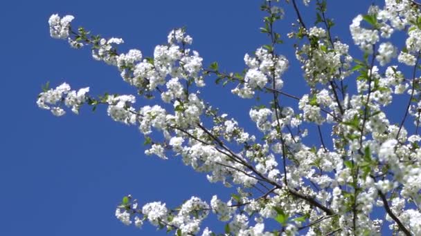 Un cerisier fleurit avec des fleurs blanches — Video