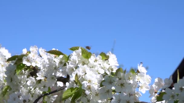 La abeja recoge polen de flores blancas de cerezo — Vídeo de stock
