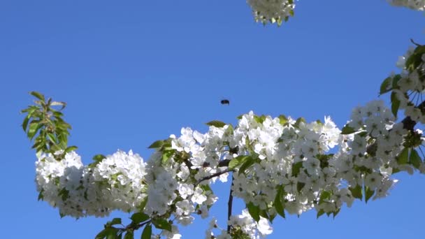 Пчела собирает пыльцу от цветения белой вишни — стоковое видео