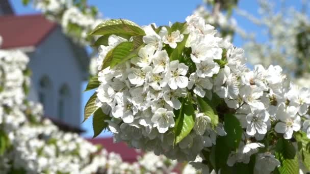 Çiçek açan kiraz ağacının dalında beyaz çiçek demetleri — Stok video