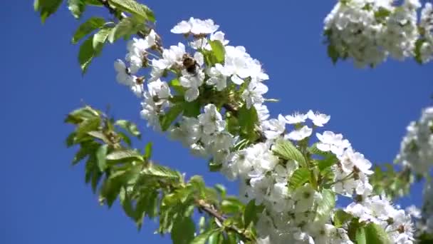 Bumblebee mengumpulkan serbuk sari dari bunga sakura putih — Stok Video