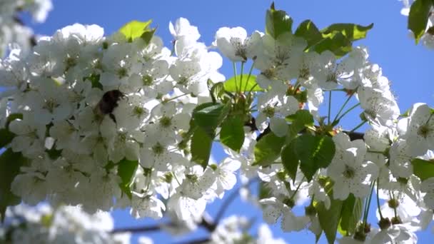 Bumblebee recoge polen de flores de cerezo blanco — Vídeo de stock