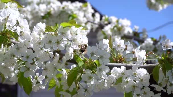 Bumblebee recoge polen de flores de cerezo blanco — Vídeo de stock