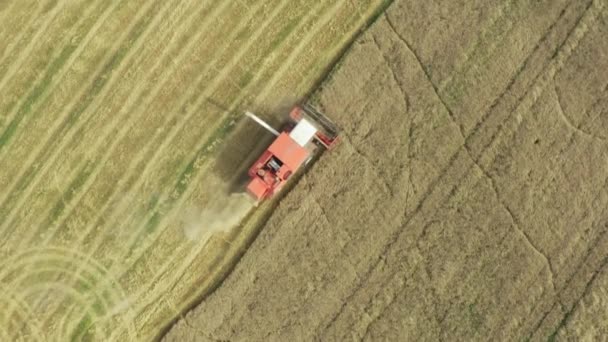 Комбайн собирает урожай зерна с полей — стоковое видео