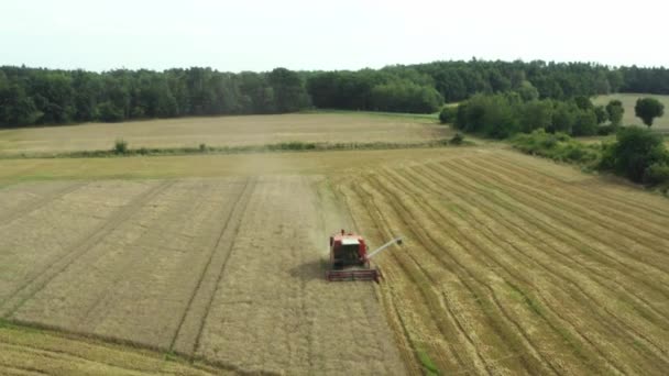 The BIZON combine harvester collects grain from the fields — Stock Video