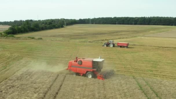 Uma colheitadeira-debulhadora coleta uma colheita de grãos dos campos — Vídeo de Stock