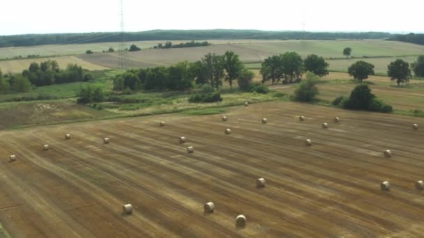 Hay rolls on an agricultural field after harvesting. — Stock Video