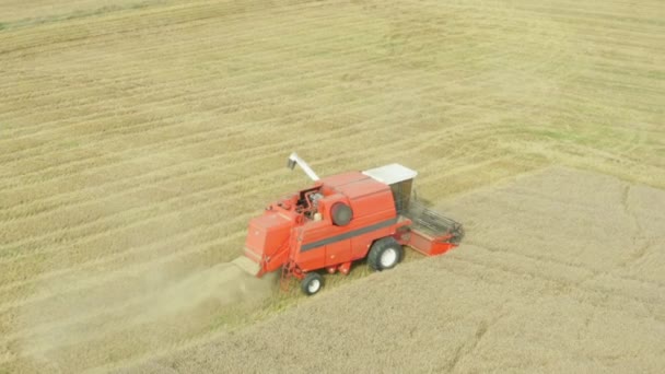 Sebuah gabungan pemanen mengumpulkan biji-bijian panen dari ladang — Stok Video