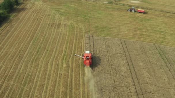 Una cosechadora cosechadora recoge una cosecha de grano de los campos — Vídeos de Stock