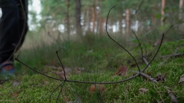 Гриб крупным планом, который мальчик находит гуляющим по лесу — стоковое видео