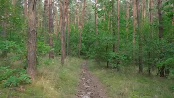 Verplaatsing langs het pad tussen de bomen en struiken van het Europese bos. — Stockvideo