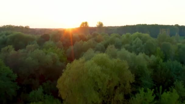 Batan güneşin ışınlarında uçarak ağaçların üzerinden Bug Nehri boyunca büyüyen — Stok video
