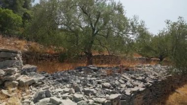 A rustic dry stone wall built with a traditional masonry technique in an old olive plantation in Croatia. This sustainable farming method shows the cultural heritage of the Adriatic region.