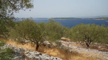 Gnarled olive trees on a traditional stone terrace farm on the rocky coast of Croatia. The plantation overlooks the Adriatic Sea, a popular destination for summer tourism and travel.