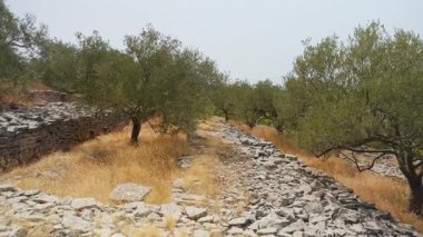 Ancient olive grove with gnarled trees on stone terraces in Croatia. This traditional Adriatic landscape is a typical Mediterranean farm scene for sustainable olive oil production in summer.