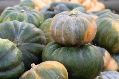 A bounty of freshly picked Muscat de Provence gourds, also known as Cinderella pumpkins, piled high. Perfect concept for seasonal harvest, organic farming, farm-to-table food, and autumn decor.