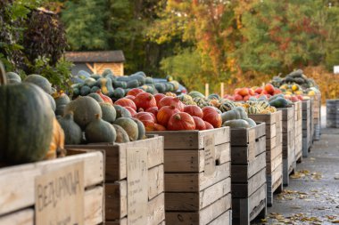 A vibrant variety of pumpkins, including bright red squash, in wooden crates at an autumn farm. Fresh seasonal harvest from a local farmers market for sale for Thanksgiving and Halloween.