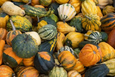 A vibrant pile of ornamental gourds and decorative winter squash. Fresh autumn harvest vegetables create a natural pattern ideal for seasonal Thanksgiving centerpieces or Halloween crafts.