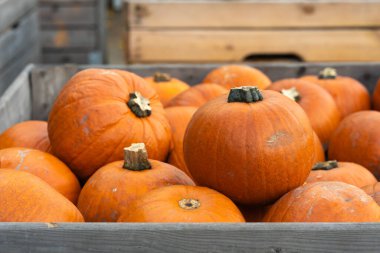 Classic orange pumpkins fill a rustic wooden bin, perfect for carving jack-o'-lanterns. Fresh autumn harvest from a local farm, ideal for Thanksgiving holiday decoration and seasonal cooking.