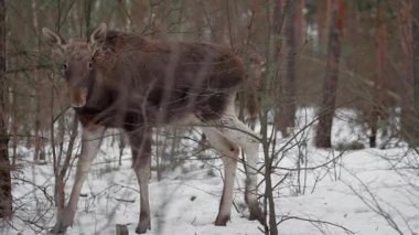 Soğuk karlı kış ormanlarında çam ağaçları arasında vahşi geyik ya da geyik yavrusu yürür. Kahverengi tüylü vahşi hayvan doğal ortamında donma sırasında kameraya merakla bakar..