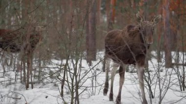 Yavru geyik, kış ormanındaki donmuş çalıların arasında kameraya bakarak duruyor. Soğuk mevsimde karlı ormanlık alanda vahşi bir hayvan. Doğal ortamda otçul memeliler.