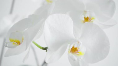 Tropikal falaenopsis çiçeği saf arkaplanda yavaşça yalıtılmış olarak hareket ediyor. Beyaz orkide yapraklı makro. Uyum için barışçıl görselleştirme zen meditasyonu ve farkındalık pratiği