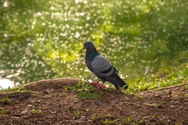 Güvercin parkta göletin yanında duruyor.