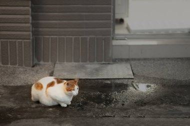 Yavru kedi caddenin kenarında oturuyor.