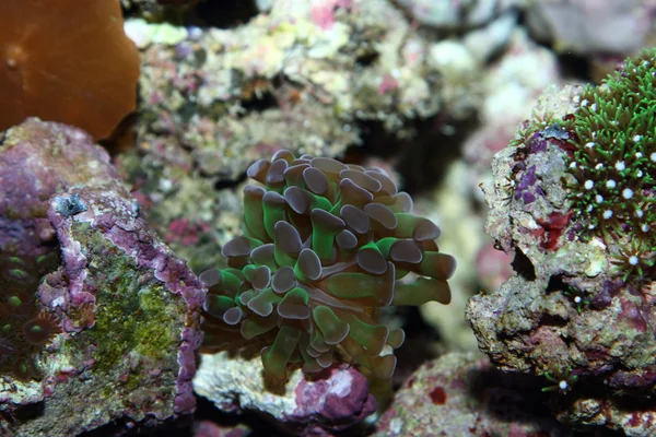 Hermoso coral — Foto de Stock