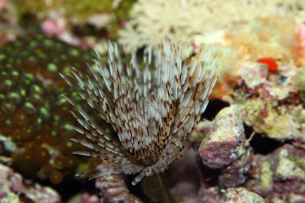 Hermoso coral — Foto de Stock