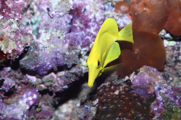 Peces tropicales — Foto de Stock