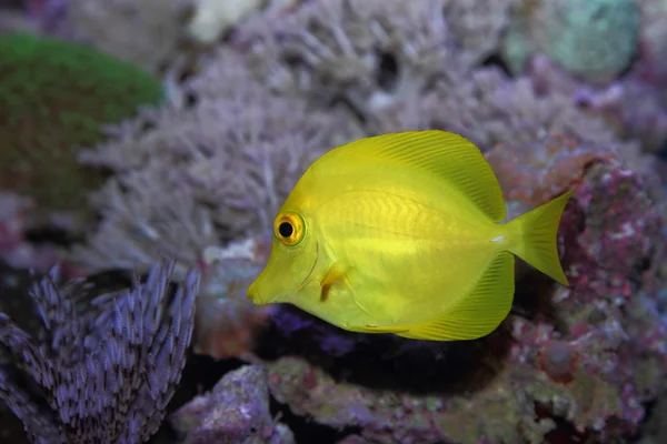 Peces tropicales — Foto de Stock