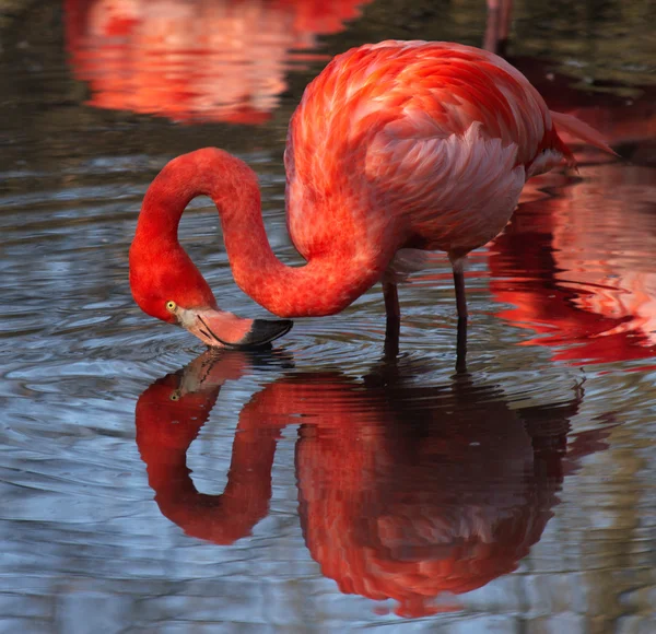 Vackra exemplar av rosa flamingo — Stockfoto