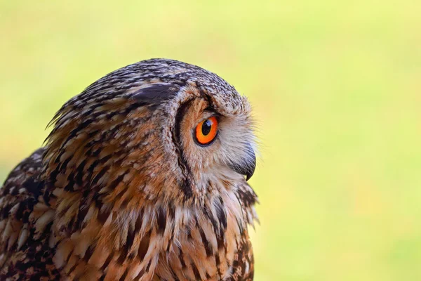 Vackra exemplar av Uggla — Stockfoto