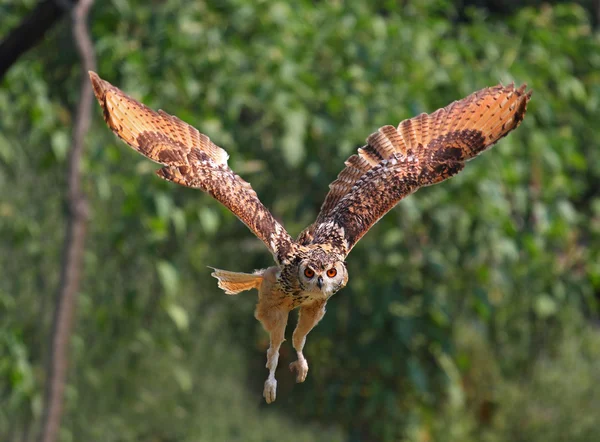Beautiful specimen of owl — Stock Photo, Image