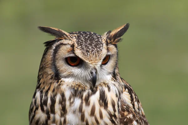 Beautiful specimen of owl — Stock Photo, Image